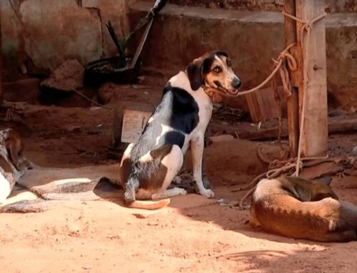 Homem é multado em R$ 117 mil por maus-tratos a 39 cães em Rio Preto