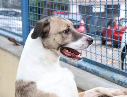 Projeto em São Paulo prevê que detentos cuidem de gatos e cães para adoção