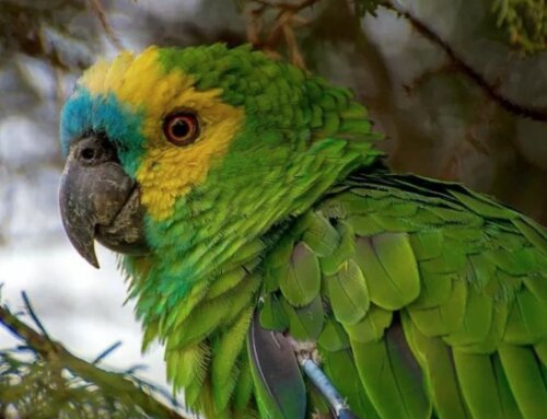 ‘Papagaio não é pet’: ninho artificial pode salvar ave do tráfico