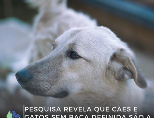 Pesquisa revela que cães e gatos sem raça definida são a maioria nos lares brasileiros