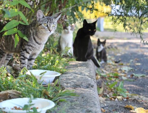 Manejo alimentar de animais comunitários