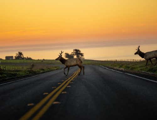 STJ reconhece dever de concessionária de rodovia de socorrer animais atropelados