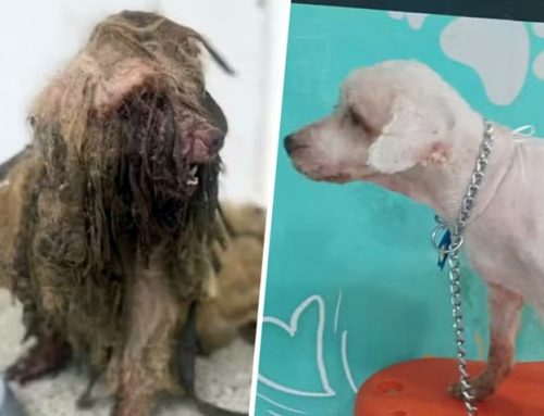 TJCE mantém indenização a Scooby, cão resgatado em situação de maus-tratos com 3 kg de pelos